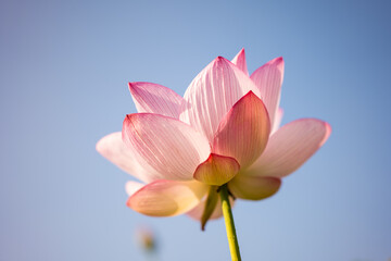 夏の古代蓮　古河総合公園（古河公方公園）
