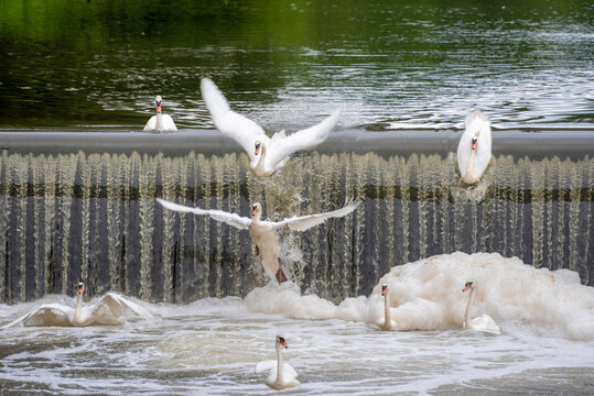 Mehrere wei&szlig;e Schw&auml;ne st&uuml;rzen sich ein Wehr zur Flu&szlig;reguliereung runter und landen in der Gischt des verschmutzten Wassers