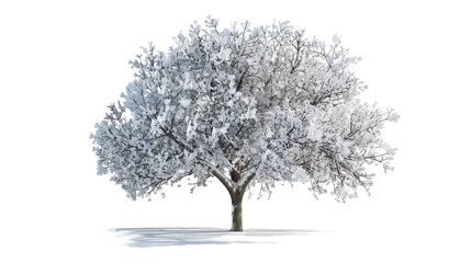 Fototapeta premium Frozen tree in the night isolated.png