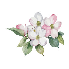 Obraz premium beautiful Watercolor flowers Dogwood Blossom. vector illustration