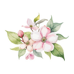 Fototapeta premium beautiful Watercolor flowers Dogwood Blossom. vector illustration