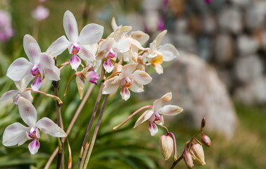 Obraz premium Marble Blossoms. Generative AI.