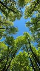 Obraz premium Looking up through the trees to the sky