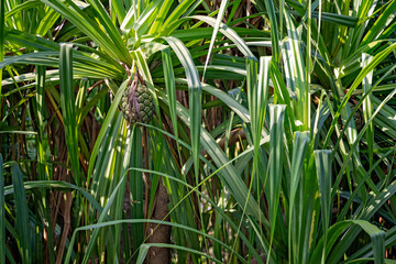 pandanus odorifer plant tree, fragrant screw-pine, fruit seed, coastal garden gardening landscaping design