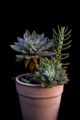 Close up of a variety of Succulents