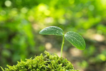 雨上がりの森林に芽生えた水滴のついた新芽