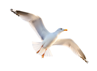 a seagull in flight, flying white bird cut out