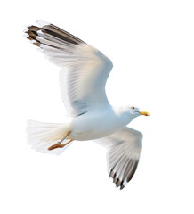 Fototapeta premium a seagull in flight, flying white bird cut out