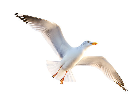 a seagull in flight, flying white bird cut out