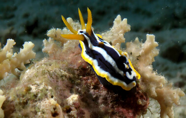 nudibranch from red sea. Generative AI.