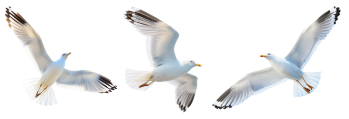 set of seagulls in flight, flying white birds cut out