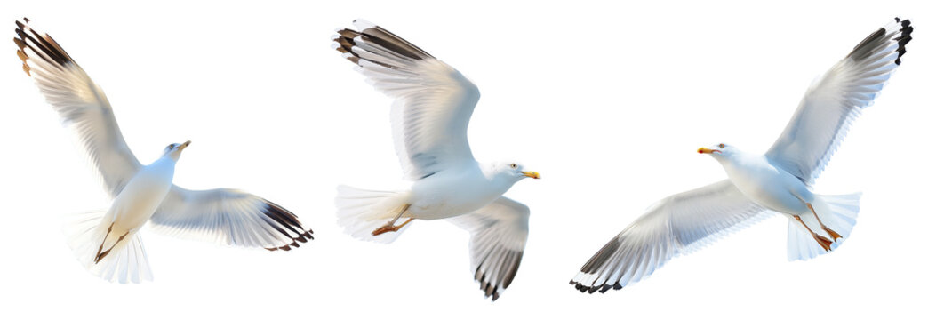 set of seagulls in flight, flying white birds cut out