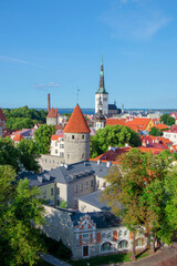 Obraz premium View of the roofs of the old town of Tallinn in summer, July. Estonia.