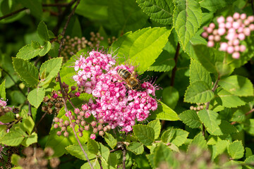 Spiraea branch, blooming Japanese spirea pink flower with bee in the spring garden
