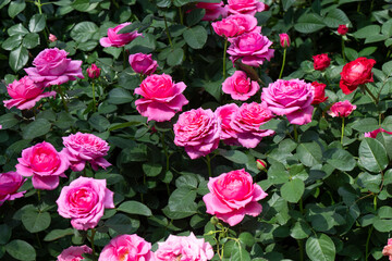 pink roses flowers background, floral spring garden, gardening perfume scent