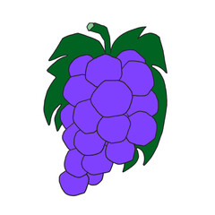 Vector illustration of a bunch of purple grapes