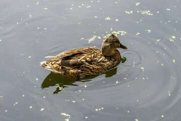 duck in the water