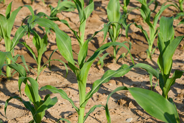 young stalks of maize plant in the agricultural field on a sunny summer day