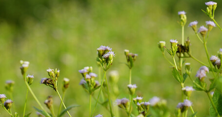 Close up of little purple flower (Chromolaena odorata) blooming on blurred green background.