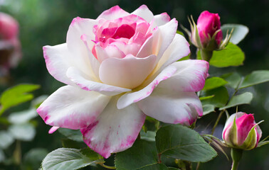 pink and white rose. Generative AI.