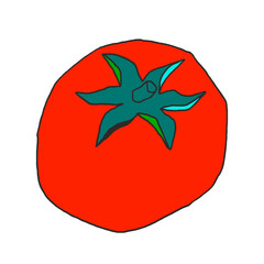Red tomato drawing vector illustration