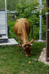 Cow grazing on the grass in the city park in Black sea region inTurkey