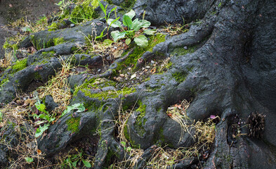 Fototapeta premium Streets and historical buildings of Batumi, Georgia