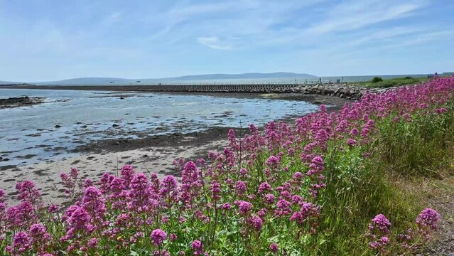 Charming view of the River Corrib in Galway, Ireland, with colorful flowers in the foreground and a wooden pier or dock in the background
