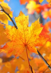 Obraz premium A Single Maple Leaf in Autumn