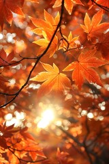 sunlight shining through red maple leaves in autumn