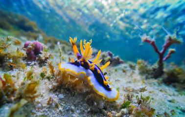 Sea life. Nudibranch is a member of Nudibranchia, a group of soft-bodied, marine gastropod. Generative AI.