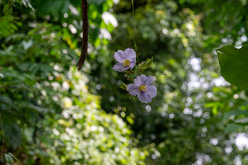 Bengal clockvine flower, Thunbergia grandiflora, evergreen blue purple, tropical forest rainforest jungle environment ecosystem, garden gardening horticulture nature natural