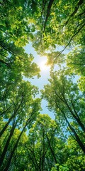 Fototapeta premium Looking Up Through Lush Green Canopy of Trees in the Forest