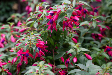 Fuchsia flowers shrub, pink purple red, garden gardening horticulture, hanging bell shaped tropical...