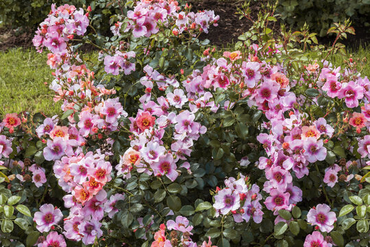Small shrub rose Orienta Shila. Exquisite selected varieties of roses