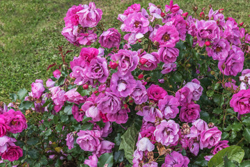 Obraz premium Small shrub rose Orienta Djamila. Exquisite selected varieties of roses