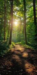 Obraz premium Sunlit Forest Path