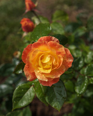 Rose bush with vibrant and changing tones Soleil du Monde. Exquisite selected varieties of roses