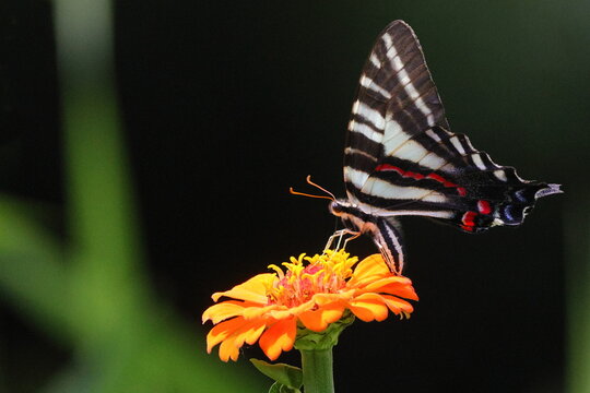 Closeup shot of a Zebra swallowtail (Eurytides marcellus) on a zinnia flower in the park