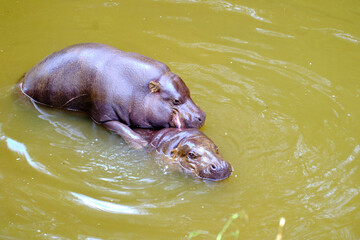 couple of pygmy hippos copulating in the water.