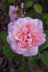 The floribunda well-blooming rose Hallo an Aachen