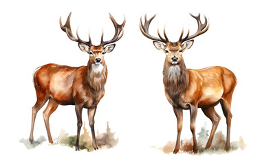 Fototapeta premium Deer, watercolor clipart illustration with isolated background.
