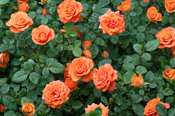 many orange roses flowers bushes background, floral spring garden, gardening perfume scent