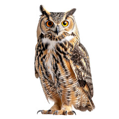 Fototapeta premium eurasian eagle owl isolated on white background, flaco eurasian eagle owl, white eurasian eagle owl