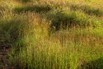 grass on the shore