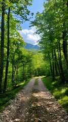 Naklejka premium The road through the green forest