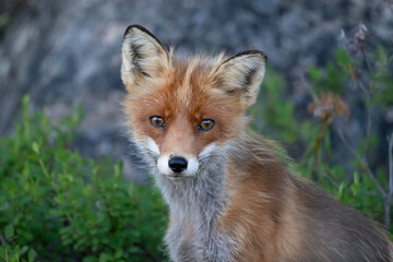 Fototapeta premium Portrait of a red fox