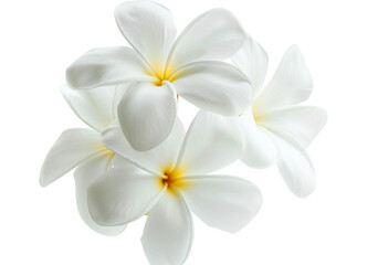 White Frangipani flower bouquet on white background isolated