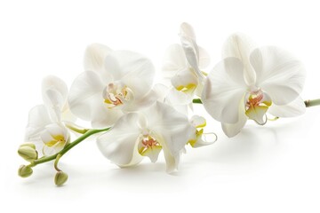 White Orchid Background. Beautiful Isolated Orchid Flowers Blossom on White Background