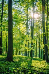Naklejka premium Sunlit Forest Landscape